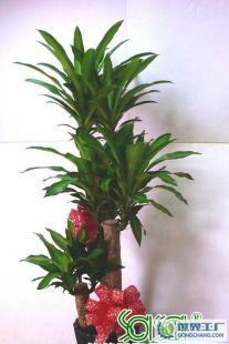 開(kāi)業(yè)慶典一體化解決方案 從鮮花禮儀到場(chǎng)地布置的全程策劃